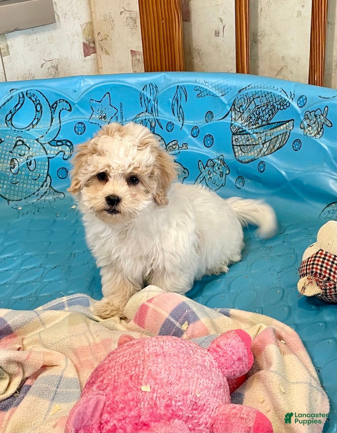 Coton De Tulear dogs for sale: Shane - Ad 2