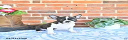 Boston Terrier dogs for sale: Mercida - Ad 3