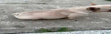 French Bulldog 1