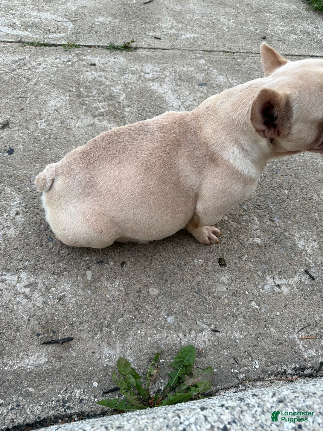 French Bulldog dogs for sale: French Bulldog 1 - Ad 1