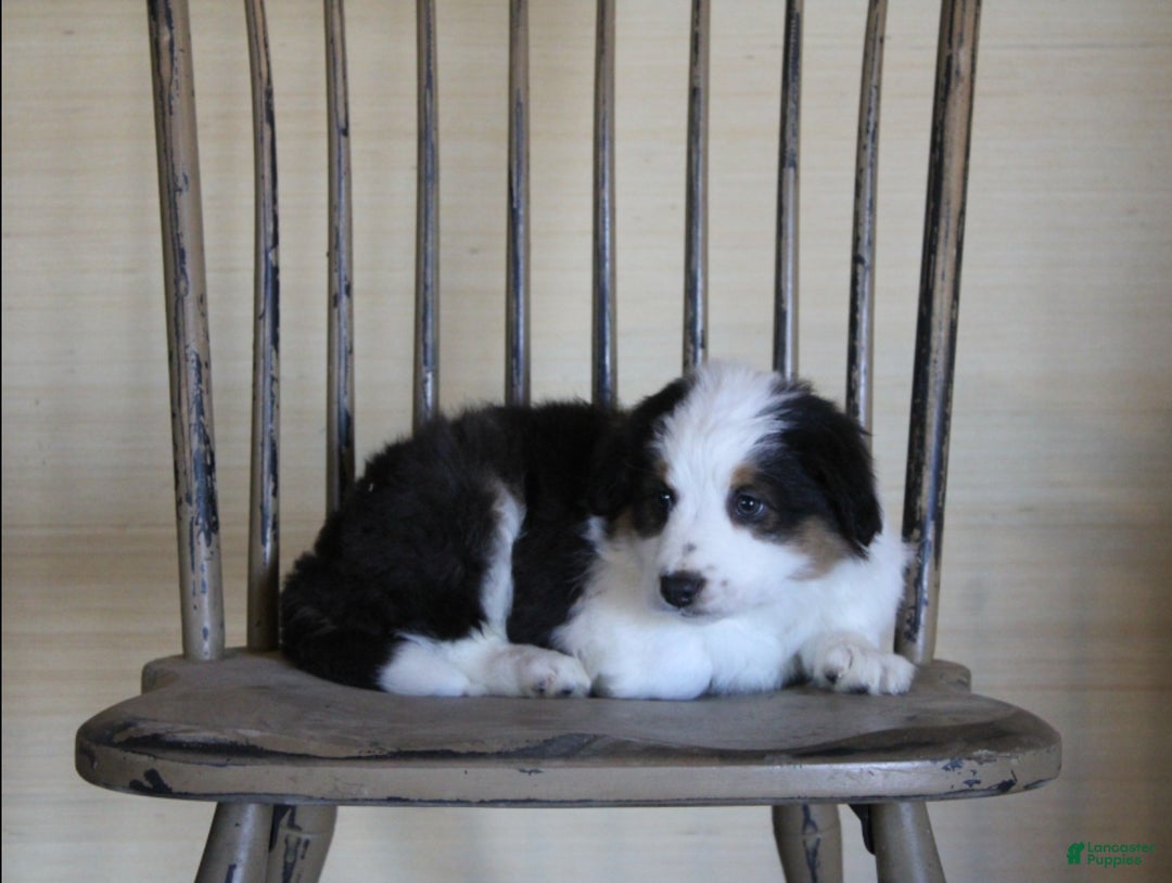Australian Shepherd dogs for sale: Oreo - Ad 1