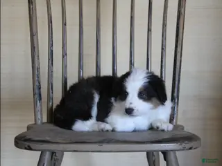 Australian Shepherd dogs Oreo - Ad 24