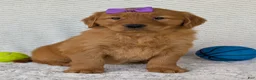 Golden Retriever dogs for sale: Miss Summer  - Ad 9