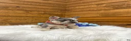 French Bulldog dogs for sale: Jace - Ad 7