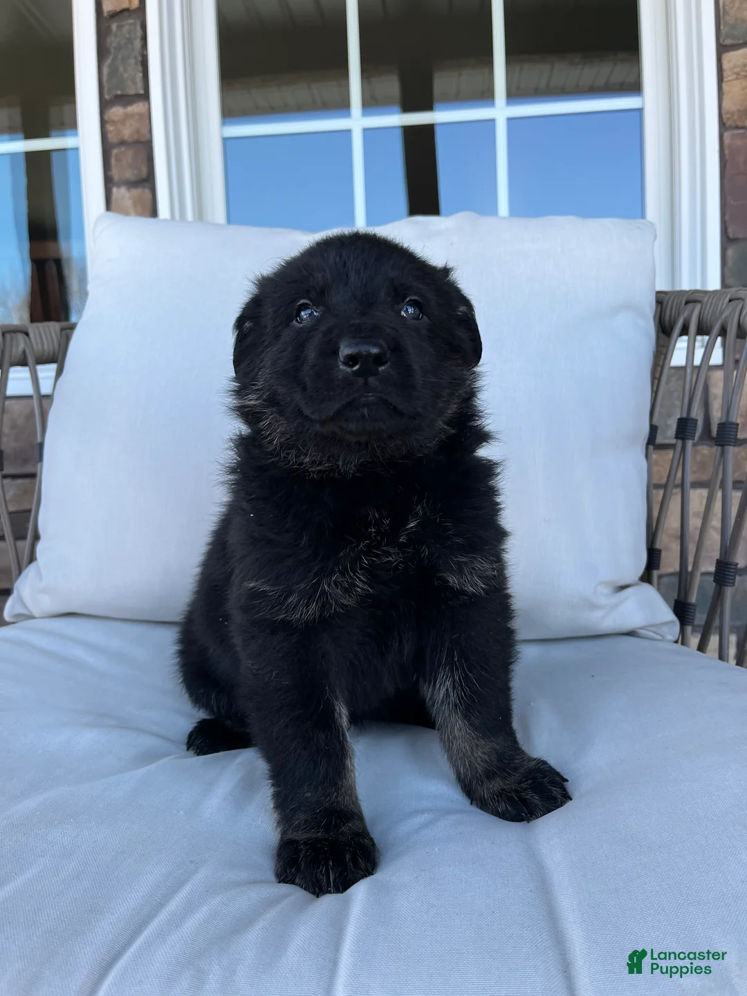 German Shepherd dogs for sale: Humphrey  - Ad 3