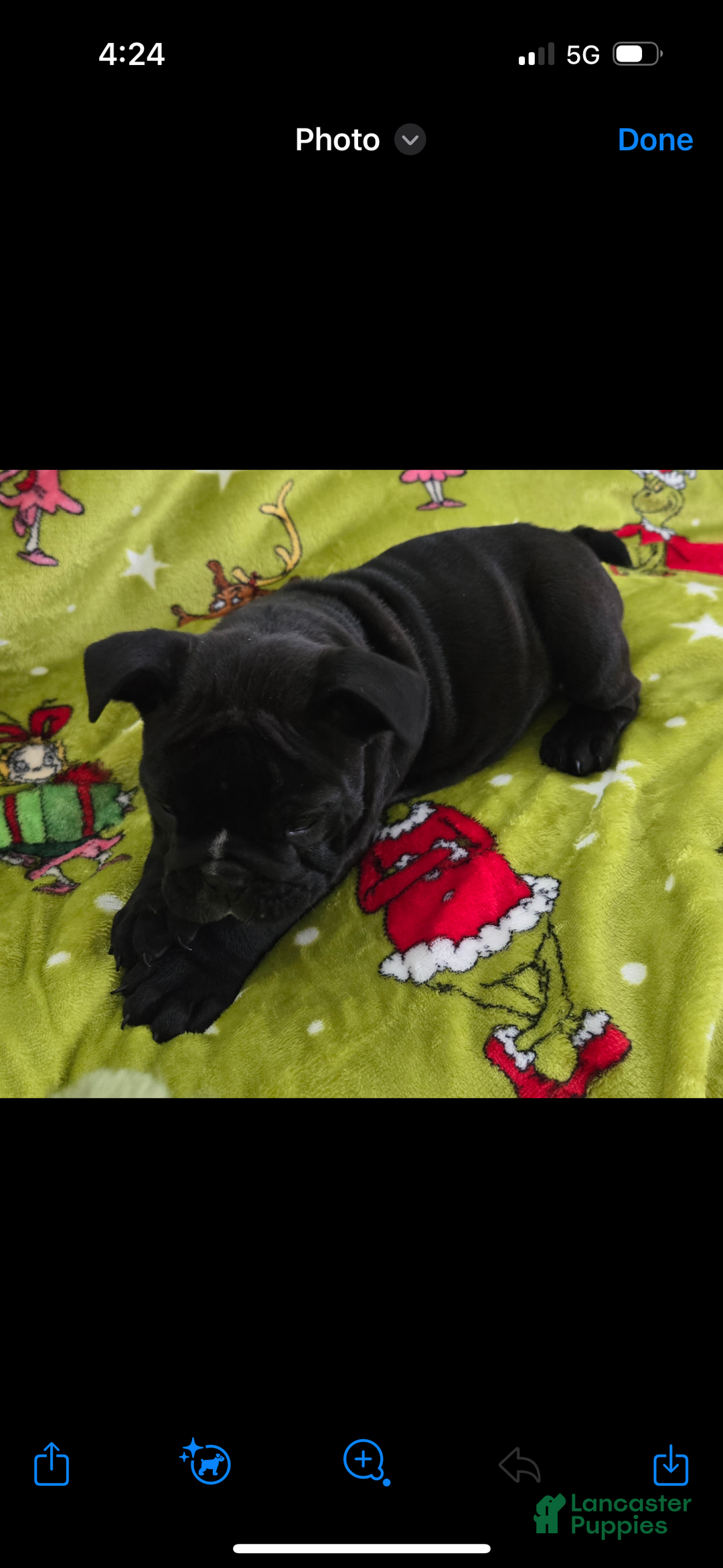 English Bulldog dogs for sale: Lucy - Ad 18