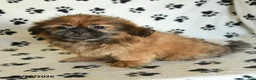 Shih Tzu dogs for sale: Zeke - Ad 3