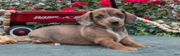 Miniature Dachshund dogs for sale: Lacey - Ad 2