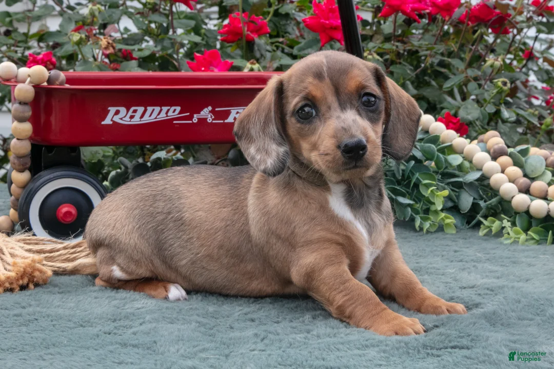 Miniature Dachshund dogs for sale: Lacey - Ad 2