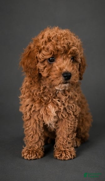 Miniature Poodle dogs Miniature Poodle Puppy 2 - Ad 34