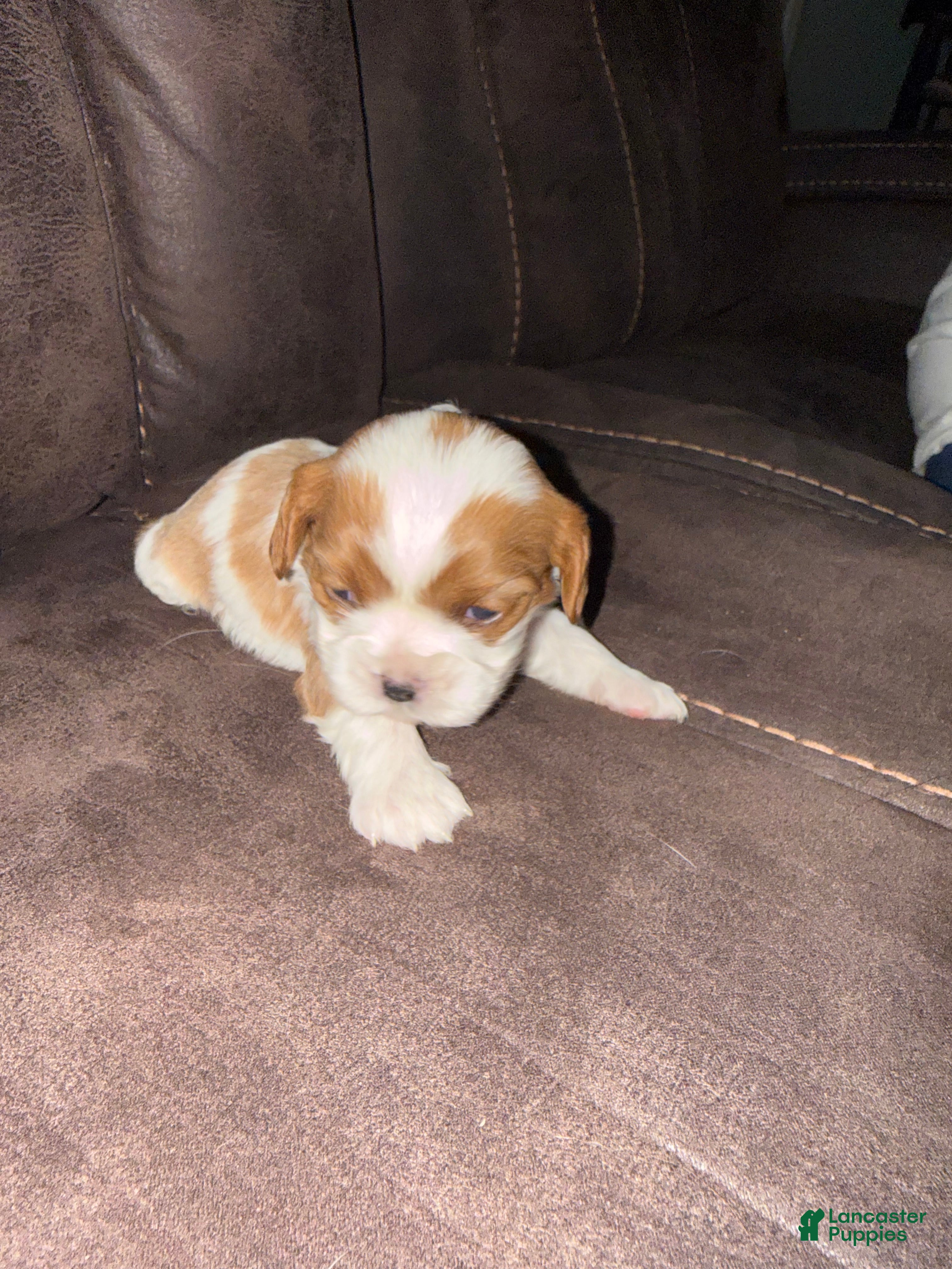 Cavalier King Charles Spaniel dogs for sale: Cavalier King Charles Spaniel - Carla - Ad 7
