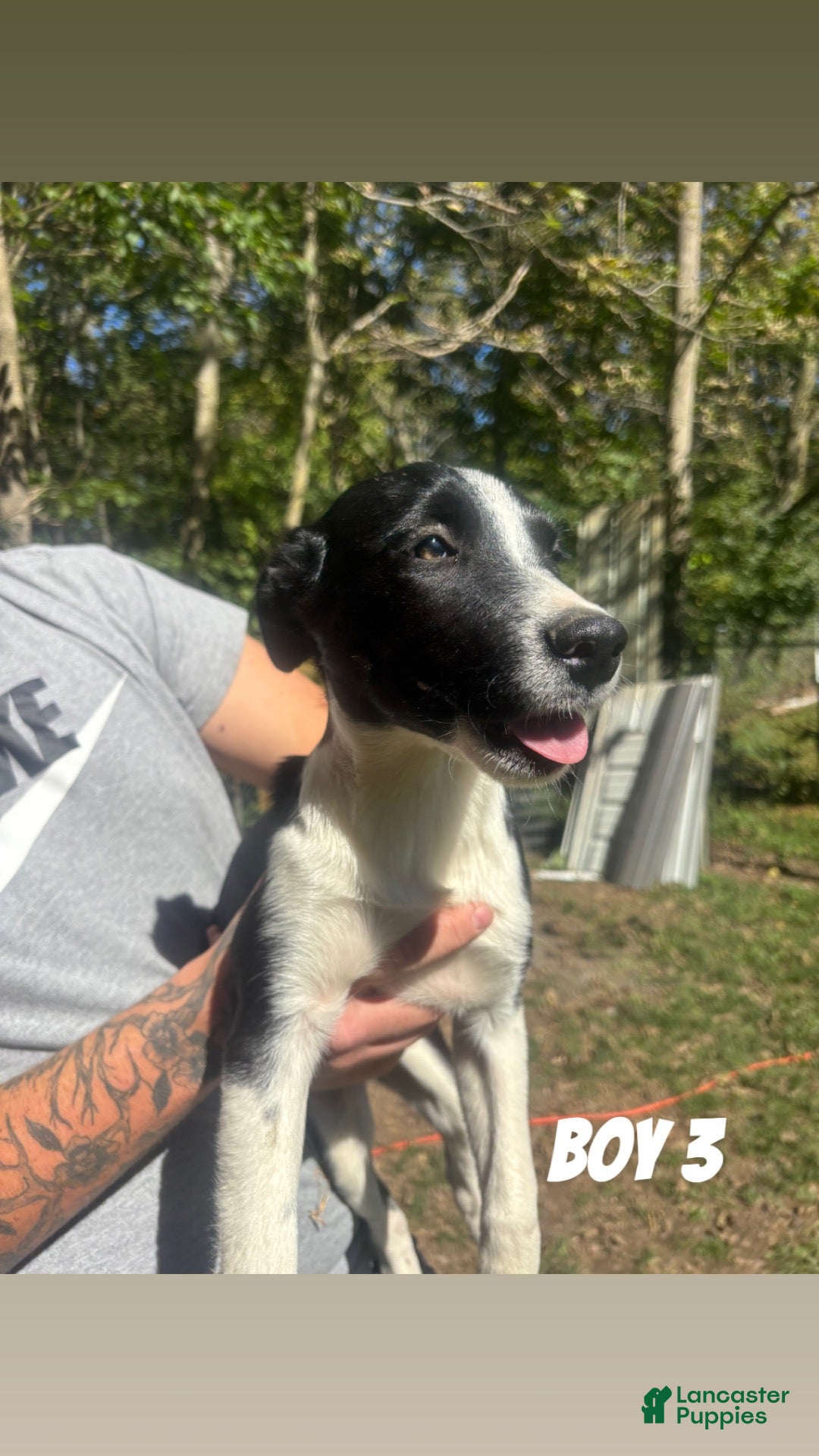 Australian Shepherd dogs Australian Shepherd 4 - Ad 17