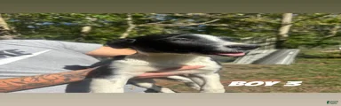 Australian Shepherd 4