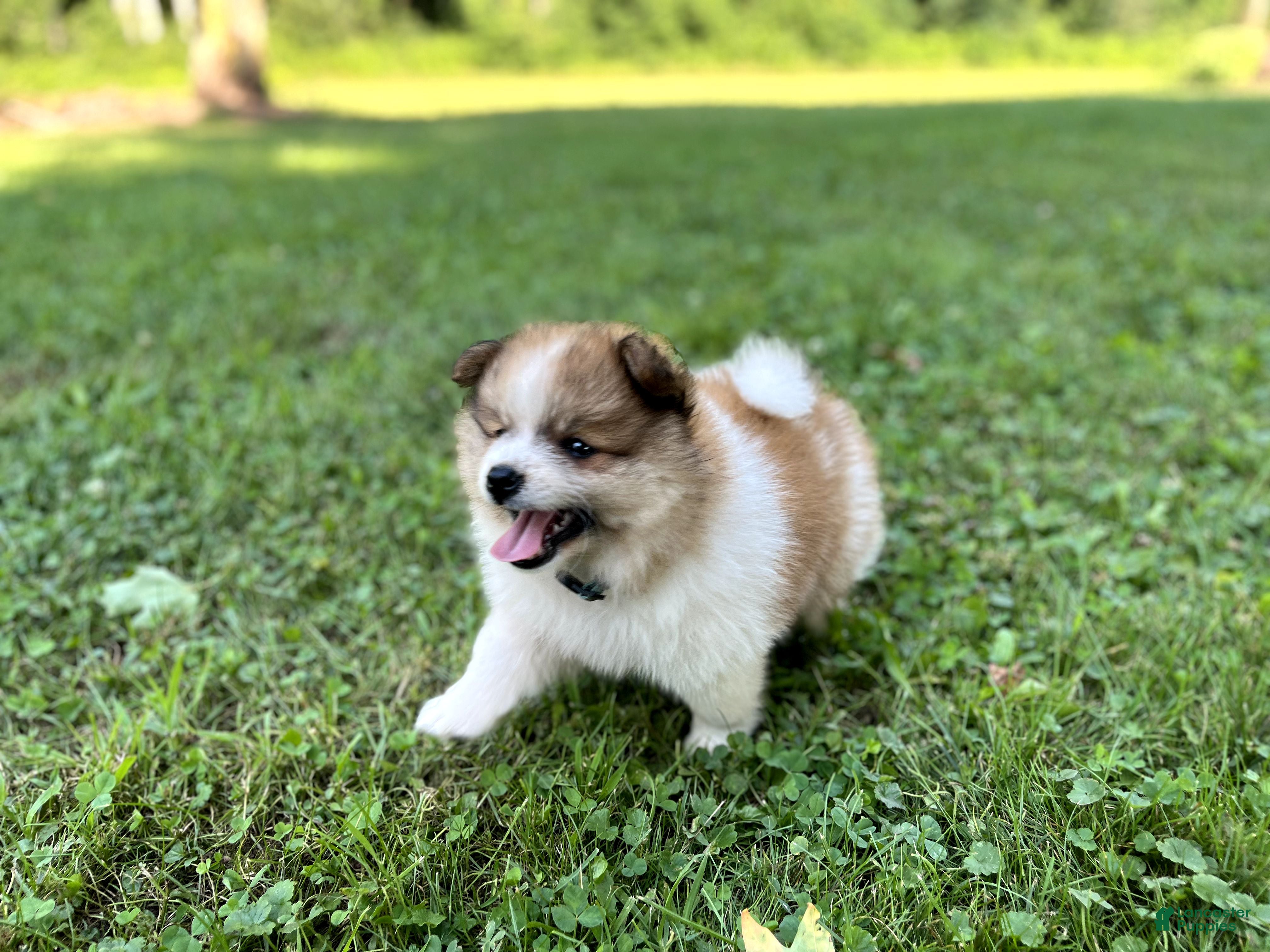 Pomeranian dogs Jasper - Ad 2