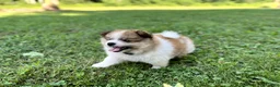 Pomeranian dogs for sale: Jasper - Ad 2