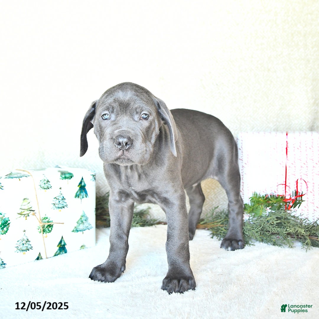 Cane Corso dogs for sale: Roscoe - Ad 4
