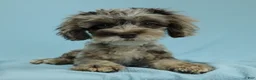 Cockapoo dogs for sale: Hazel - Ad 7