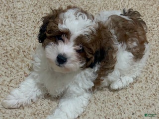 Mixed Breed dogs - Ad 2