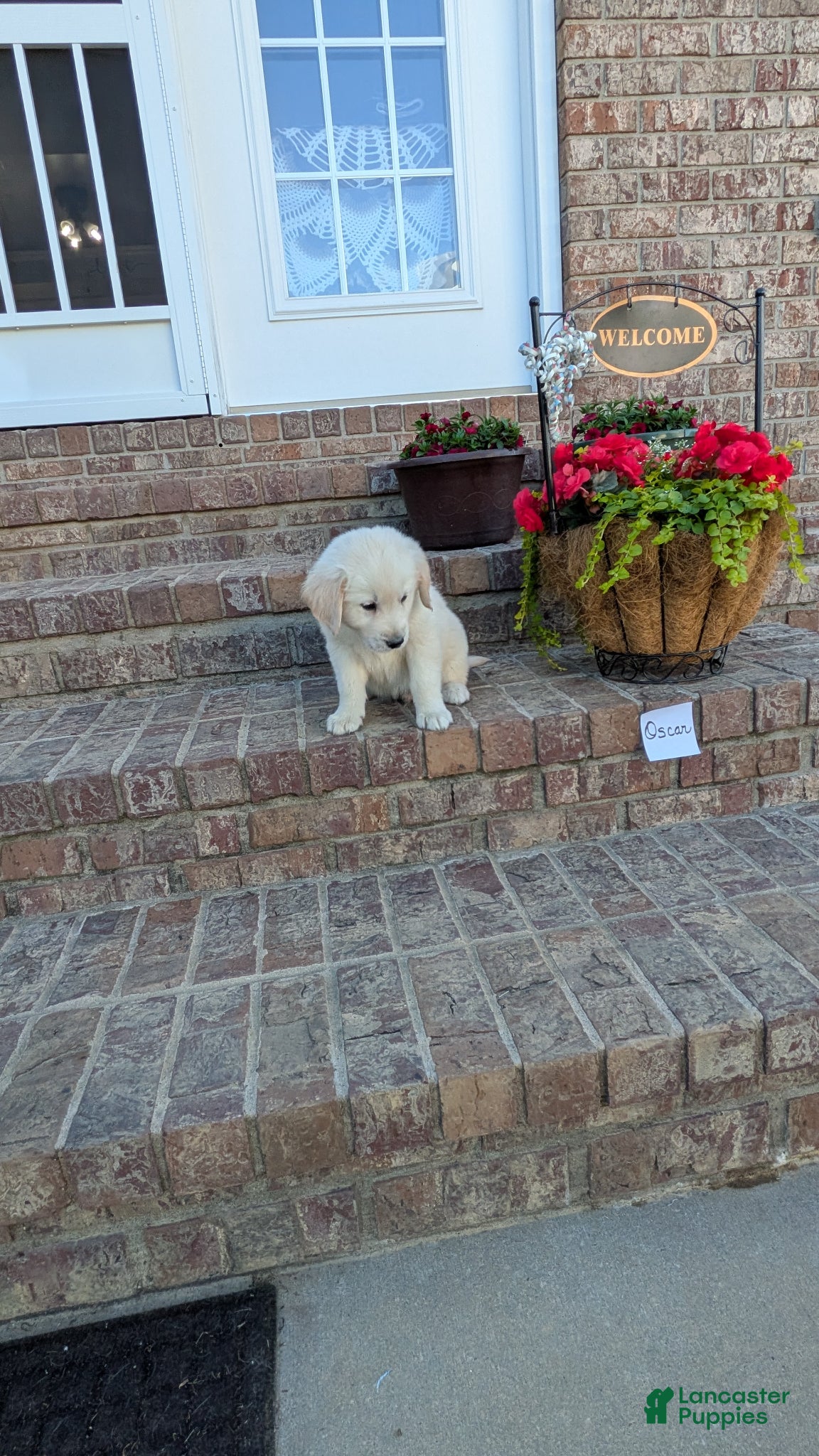 Golden Retriever dogs Oscar, AKC - Ad 26
