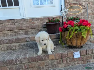 Golden Retriever dogs Oscar, AKC - Ad 26