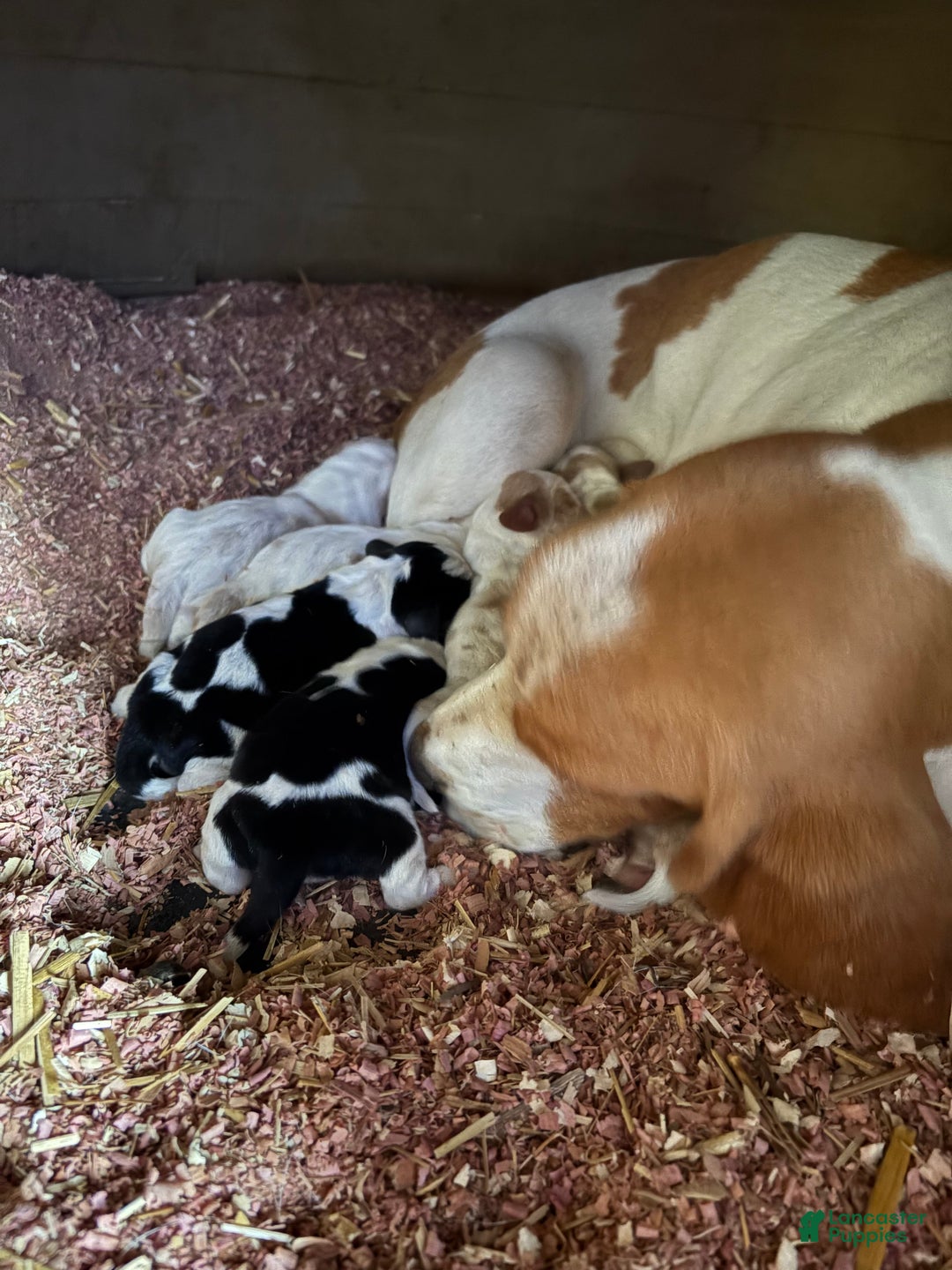 Basset Hound dogs for sale: Lemon and white - Ad 6