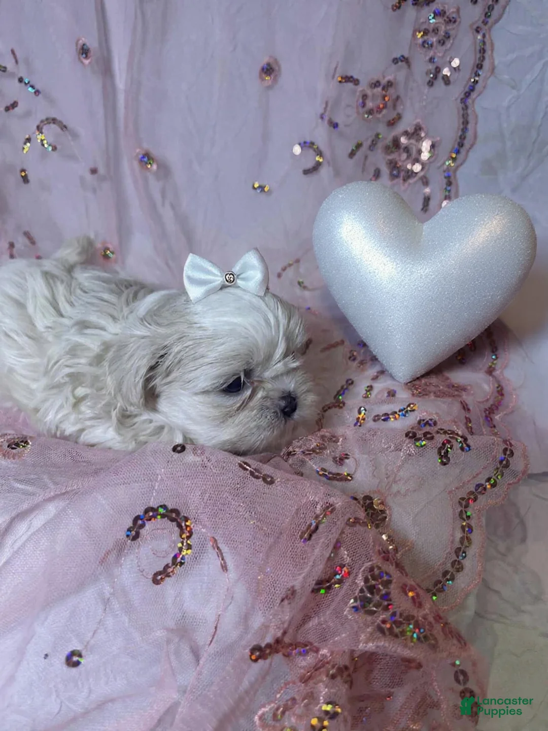 Shih Tzu dogs for sale: Shih Tzu Puppy 2 - Ad 2