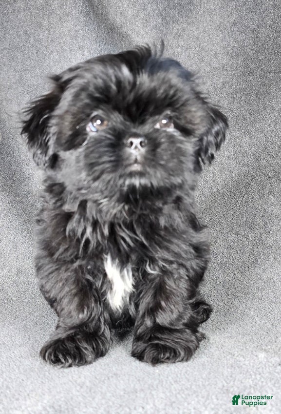 Shih Tzu dogs Bubbles - Ad 38