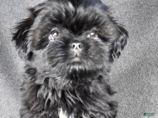 Shih Tzu dogs Bubbles - Ad 38