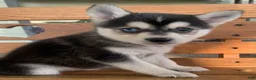 Alaskan Klee Kai dogs for sale: Summit - Toy Size Mini Husky Boy - Ad 3