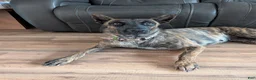 Dutch Shepherd dogs for sale: Dutch Shepherd 1 - Ad 3