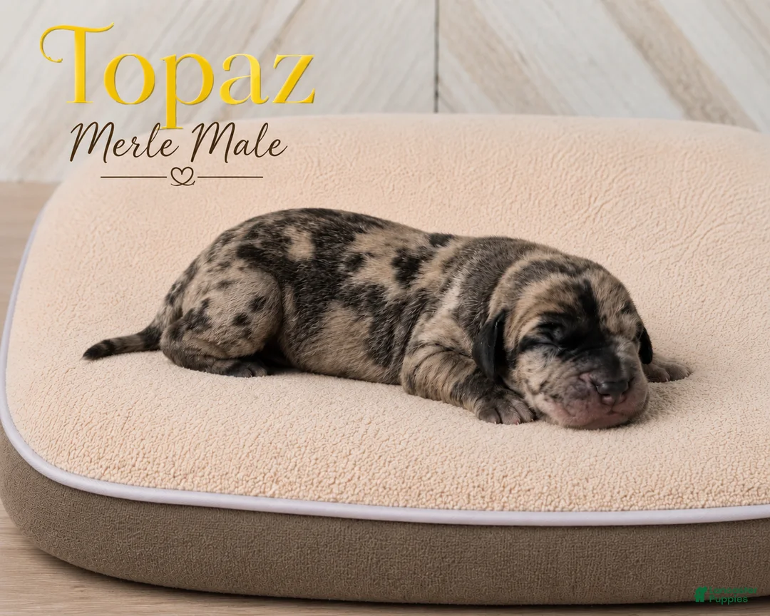 Great Dane dogs for sale: Topaz - Ad 2