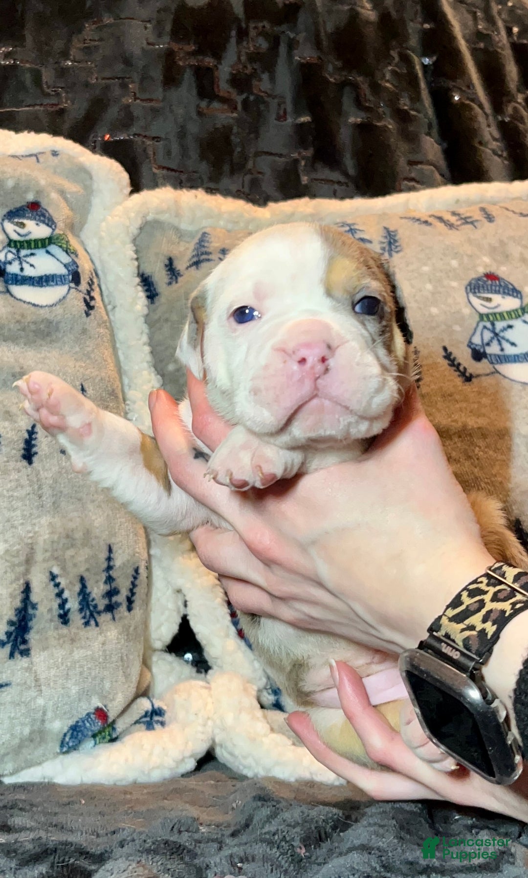 Olde English Bulldogge dogs for sale: Alexandria - Ad 15