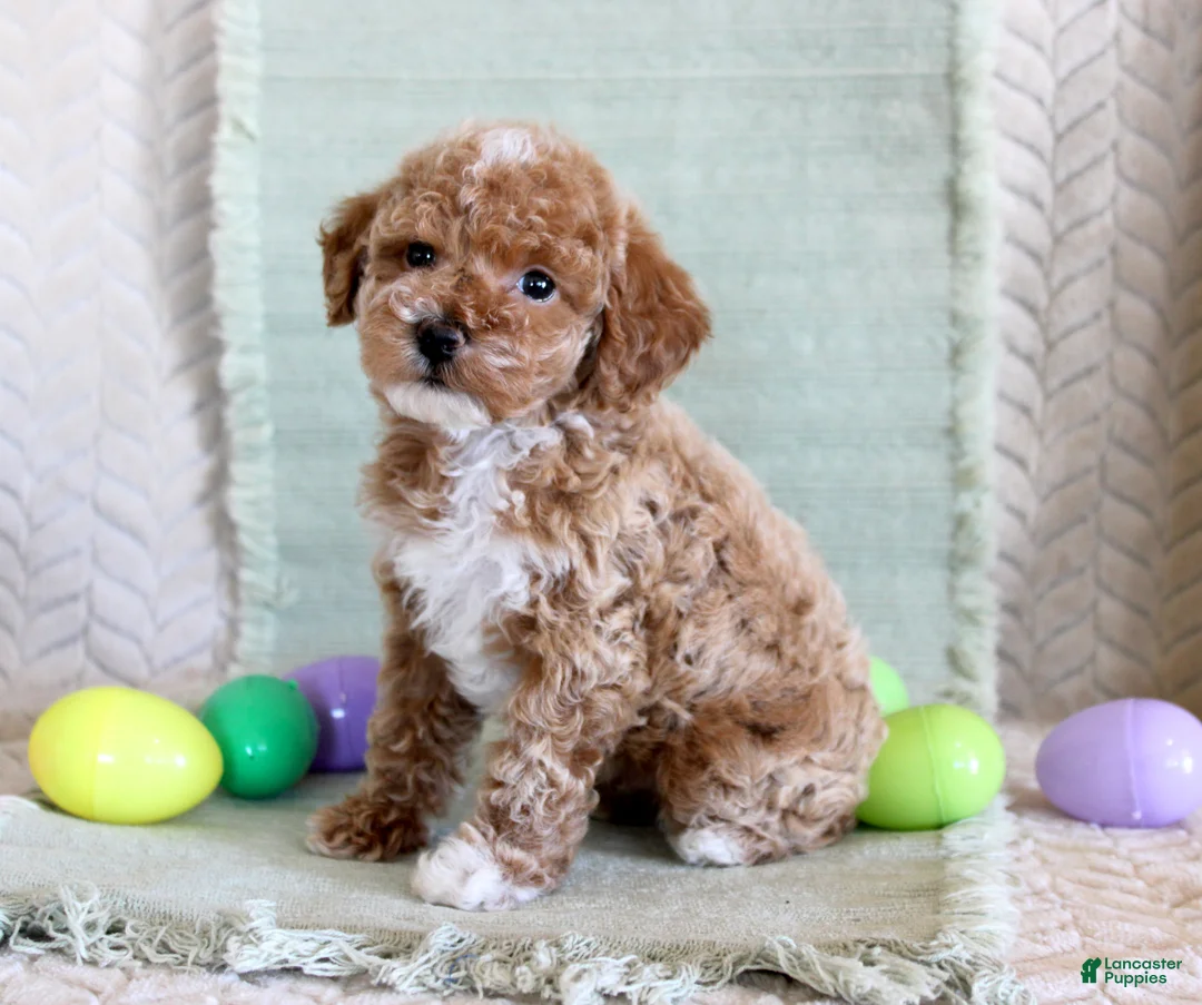 Toy Poodle dogs for sale: Ollie - Ad 2
