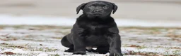 Labrador Retriever dogs for sale: Tank  - Ad 2