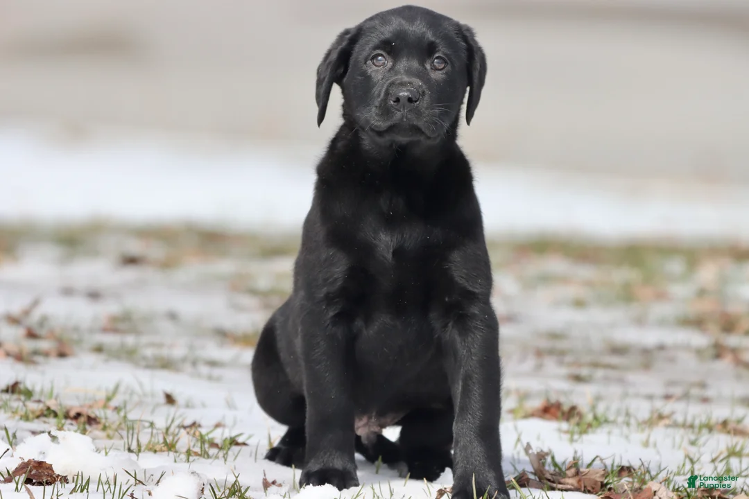 Labrador Retriever dogs for sale: Tank  - Ad 2