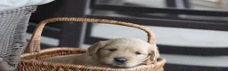 Golden Retriever dogs for sale: Indie - Ad 7
