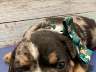 English Bulldog dogs Maxwell - Ad 41