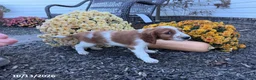 Welsh Springer Spaniel dogs for sale: Lance - Ad 9