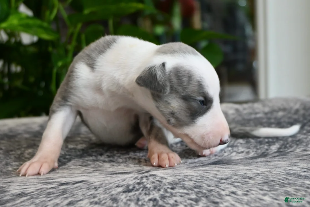 Whippet dogs for sale: Skye - Ad 2