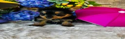 Yorkshire Terrier dogs for sale: MiMi - Ad 4