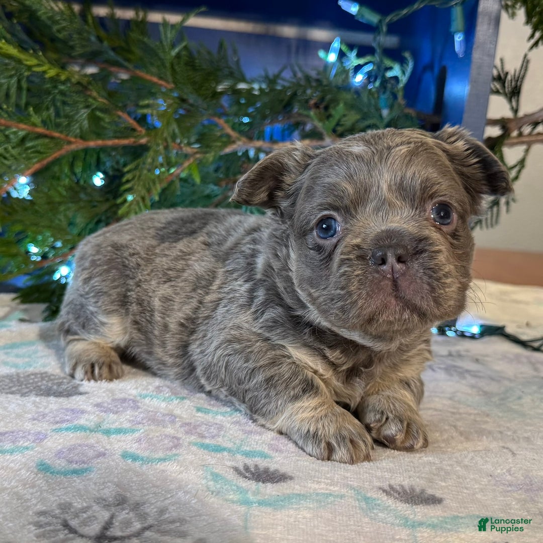 French Bulldog dogs for sale: Damon - Ad 2