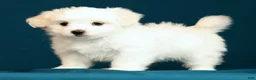 Maltese dogs for sale: Lindsey - Ad 8
