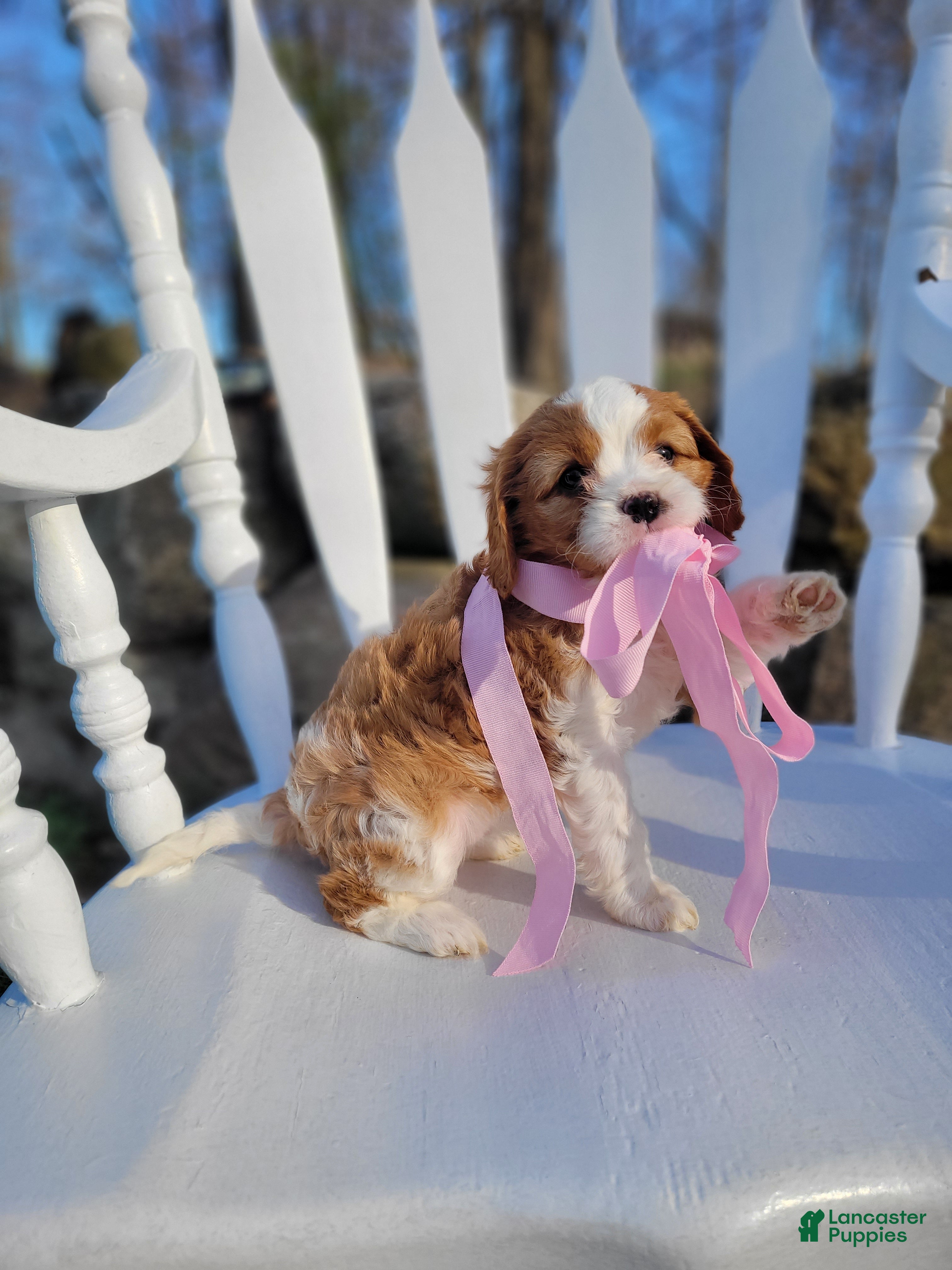 Cavapoo dogs Cavapoo Puppy 4 - Ad 1