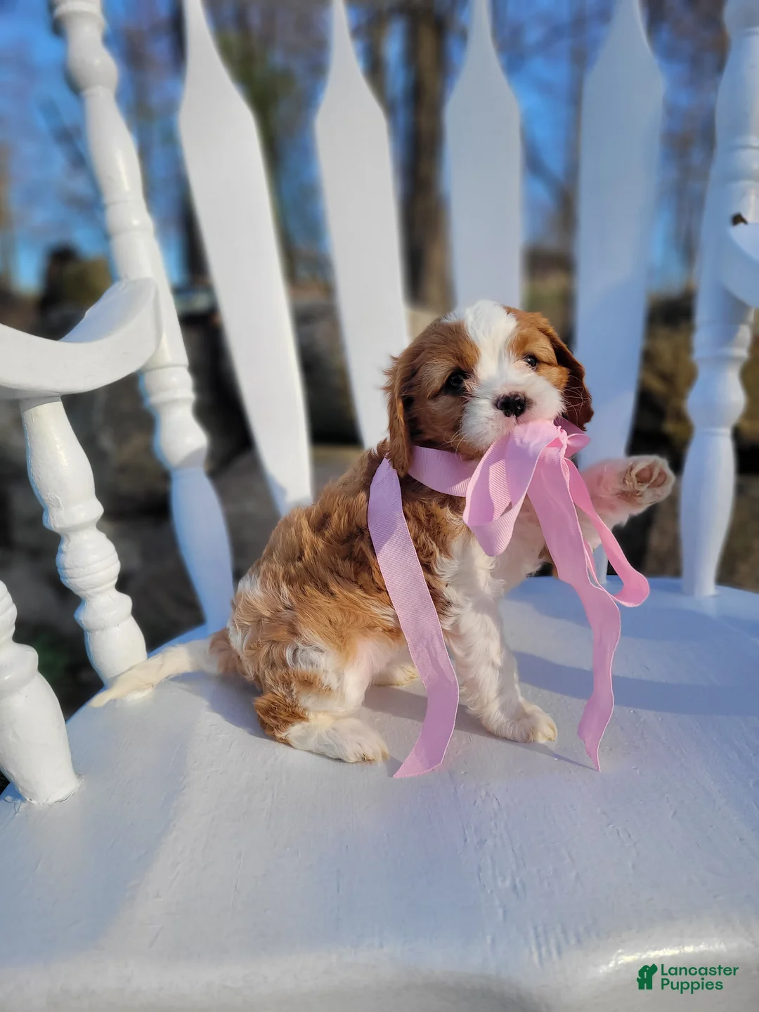 Cavapoo dogs for sale: Cavapoo Puppy 4 - Ad 1
