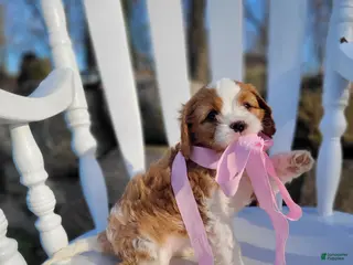 Cavapoo dogs for sale: Cavapoo Puppy 4 - Ad 4