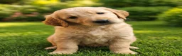 Goldendoodle dogs for sale: Blue - Ad 3