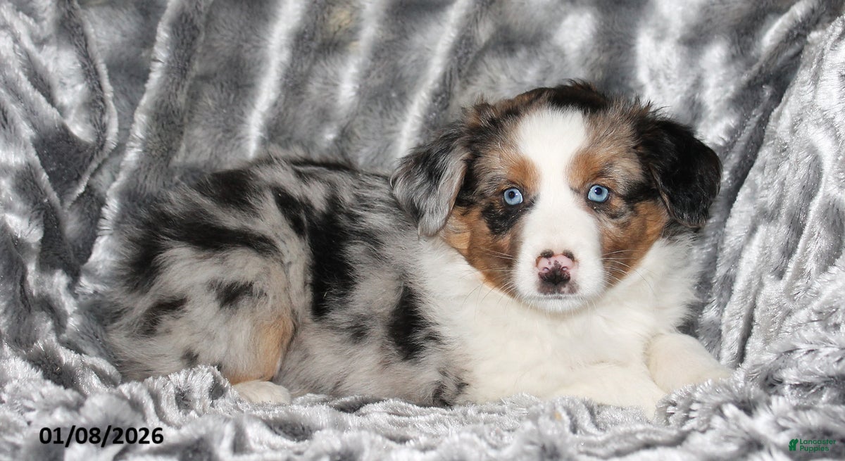 Miniature Australian Shepherd dogs Abby - Ad 31