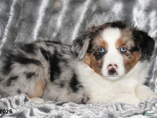 Miniature Australian Shepherd dogs Abby - Ad 31