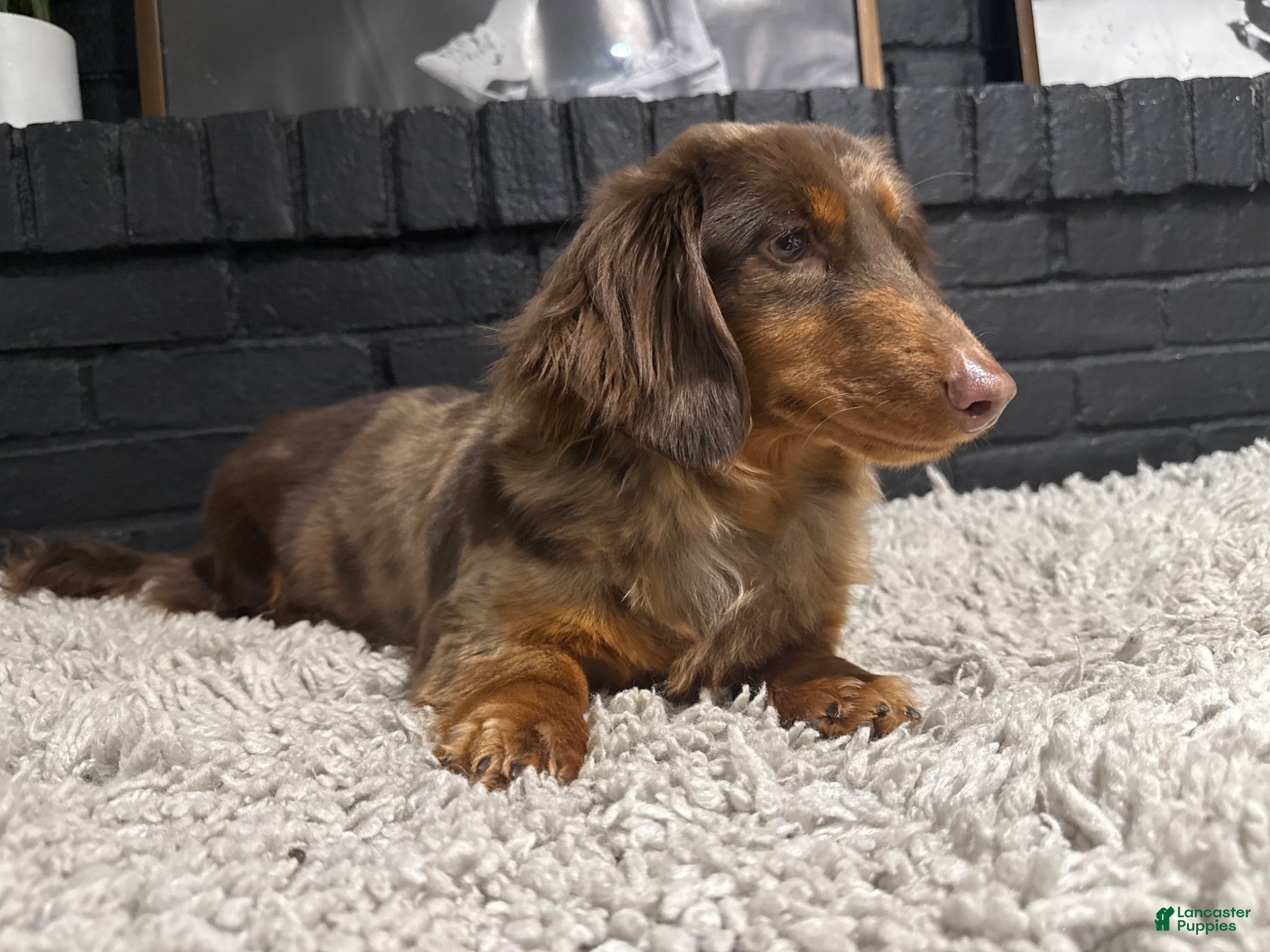 Miniature Dachshund dogs Miniature Dachshund 1 - Ad 1