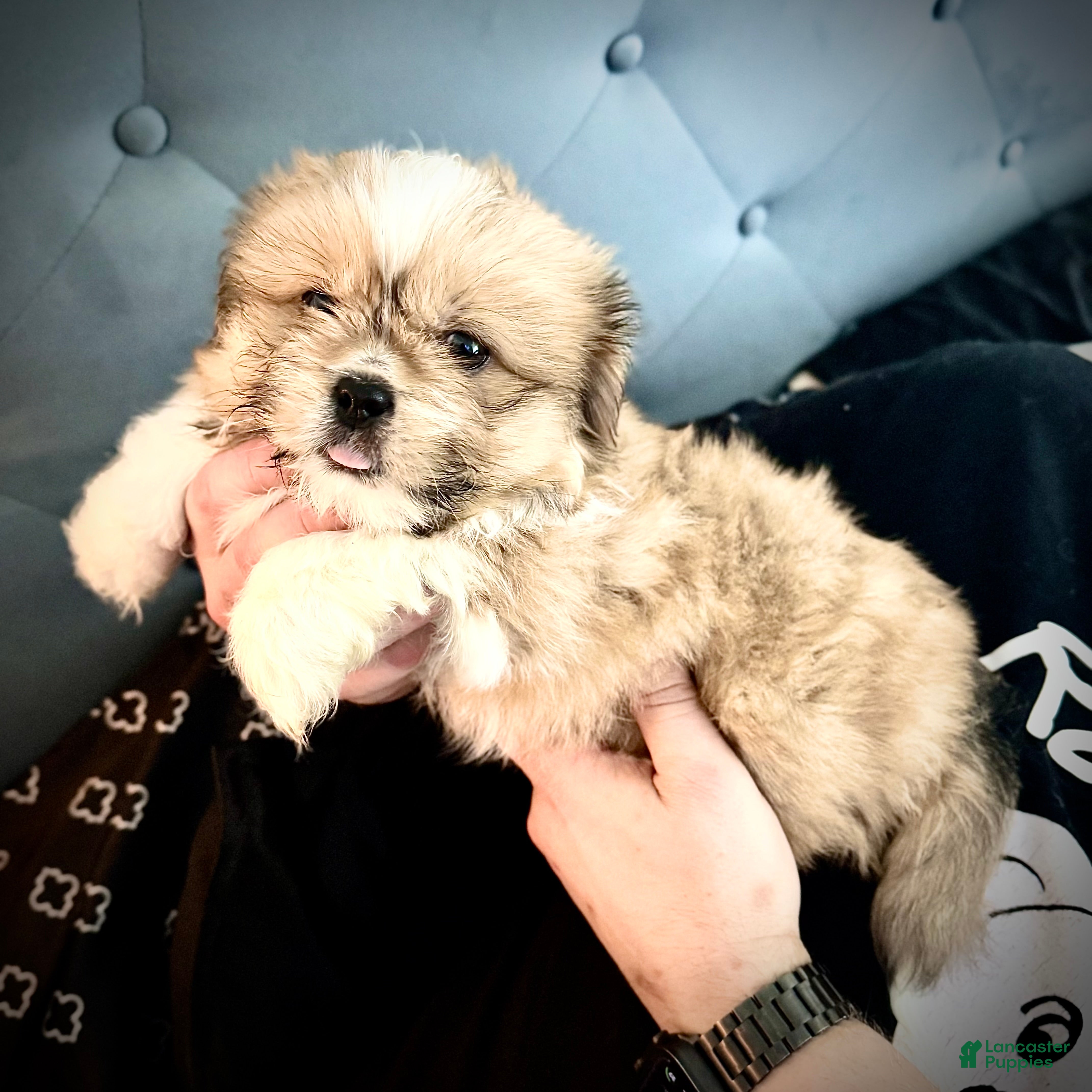 Mixed Breed dogs Peke-Tzu Pup 2 - Ad 34